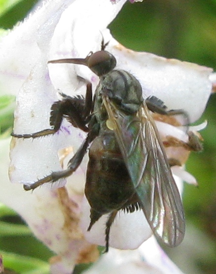 Empis (Empis) pennipes (Empididae)